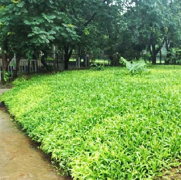 Lucent-case study page-Thumbnail